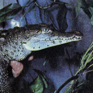104.   (Crocodylus rhombifer)