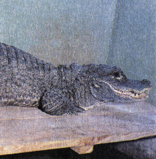 105.         500 - 600    (Alligator sinensis)