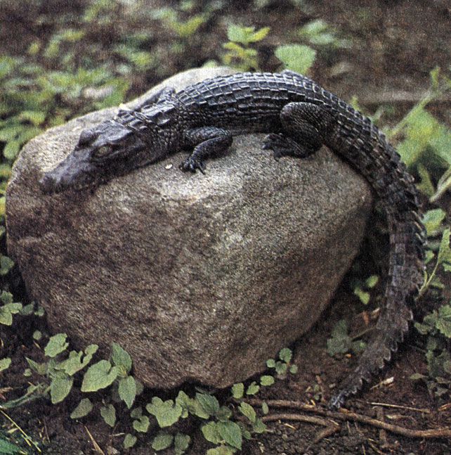 106.         ,   (Crocodylus niloticus)   ''   