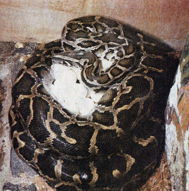136.     (Python molurus bivittatus)  