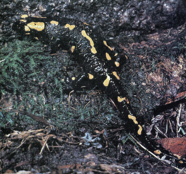 185.   (Salamandra salamandra)