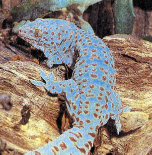 232.  (Gecko gekko)