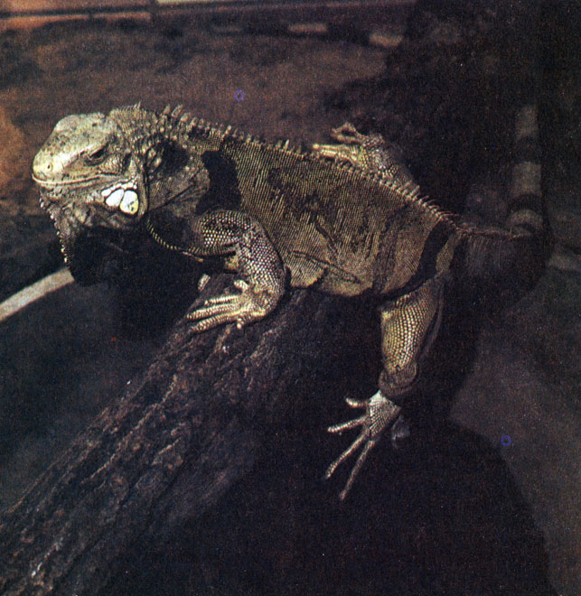 243.   (Iguana iguana)