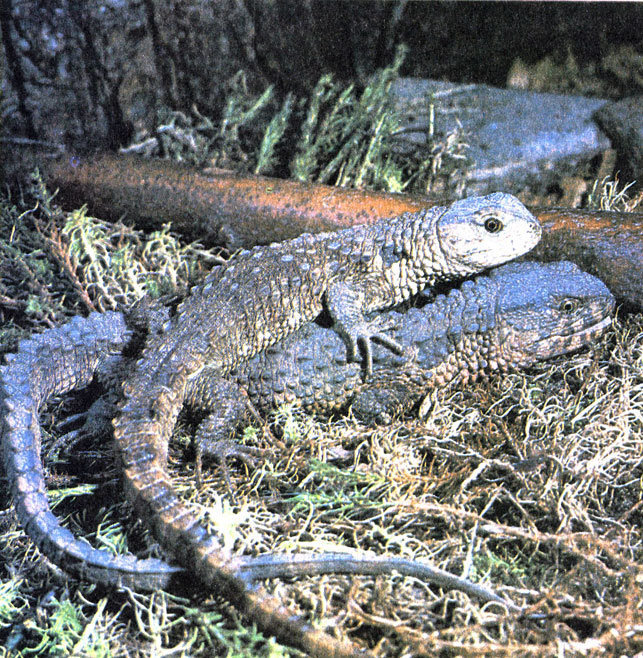 266.   (Shinisaurus crocodilurus)