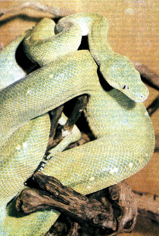 268. Зеленый питон (Chondropython viridis)