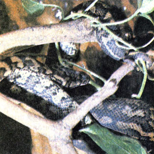 270. Ромбический питон (Morelia argus variegata)