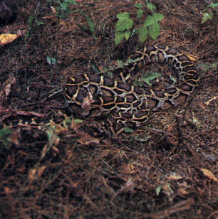 273. Темный тигровый питон (Python molurus bivittatus)