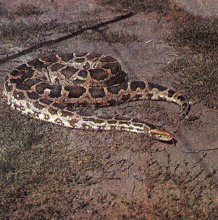 274. Светлый тигровый питон (Python molurus molurus)