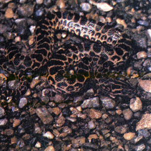 292. Парагвайская анаконда (Eunectes notaeus)