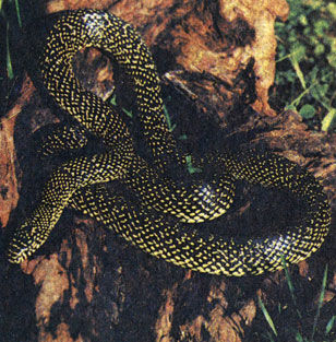 301. Обыкновенная королевская змея (Lampropeltis g. getulus)