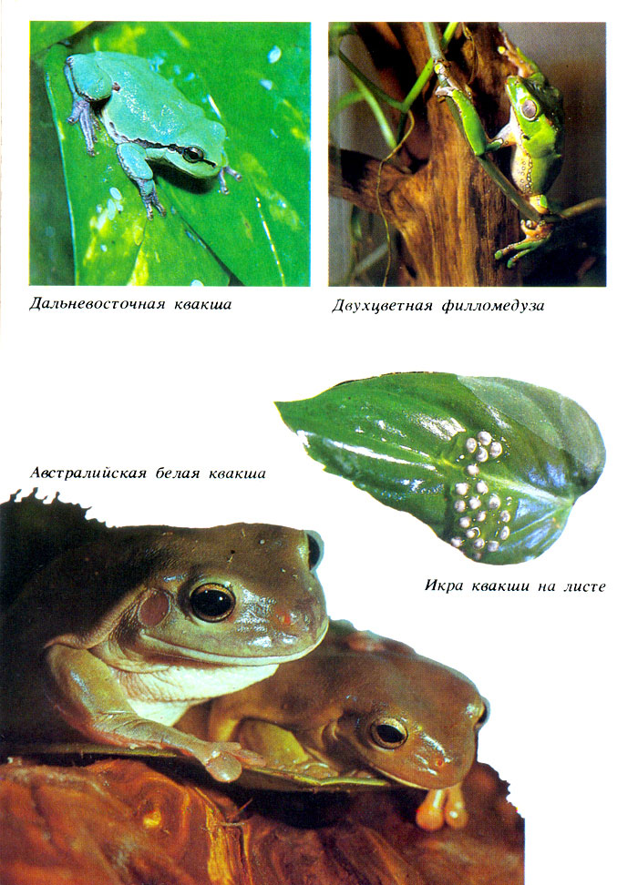 6. Дальневосточная квакша. Двухцветная филломедуза. Австралийская белая  квакша. Икра на листе [1989 - - Амфибии. Рептилии]
