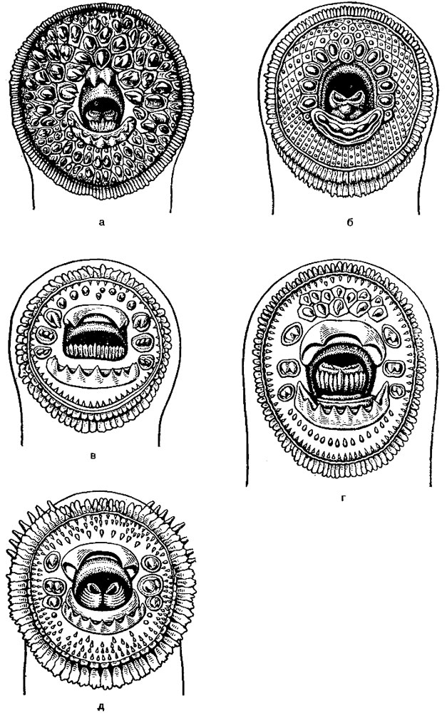 Рис. 2. Ротовые воронки различных видов миног: а - морской; б - каспийской; в - речной; г - тихоокеанской; д - украинской