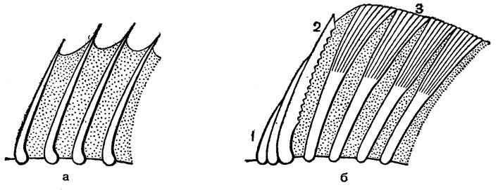 Рис. 3. Типы плавниковых лучей: а - колючие; б - мягкие (1 - неветвистые) 2 - зазубренный; 3 - ветвистые)