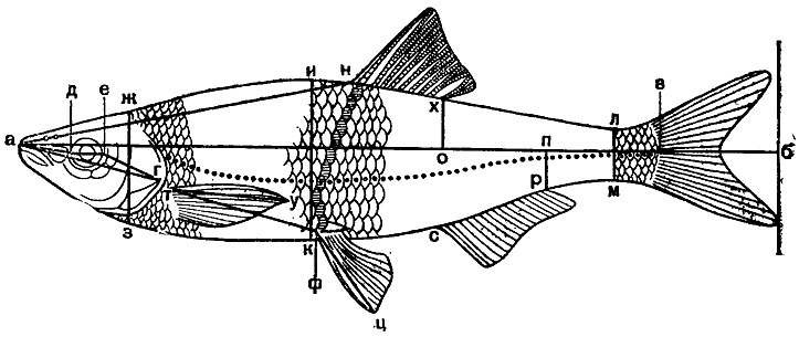 Рис. 6. Схема наиболее употребительных стандартных промеров рыб: аб - полная длина тела; ав - длина тела; аг - длина головы; ад - длина рыла; ан - антедорсальное расстояние; де - диаметр глаза; ег - заглазничный отдел головы; жз - высота головы; ик - наибольшая высота тела; лм - наименьшая высота тела; нх - длина спинного плавника; ов - постдорсальное расстояние; пв - длина хвостового стебля; ср - длина анального плавника; ту - длина грудного плавника; фц - длина брюшного плавника; тф - расстояние между грудными и брюшными плавниками