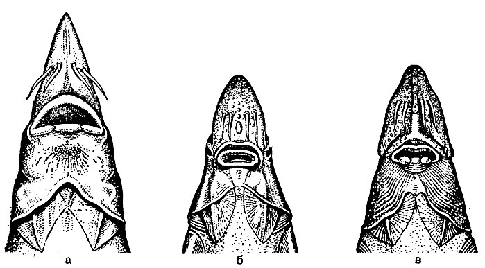 Рис. 7. Головы различных осетровых рыб (снизу): а - белуги; б - шипа; в - каспийско-черноморского осетра