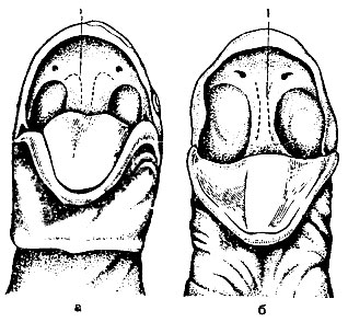 Рис. 25. Рот и нёбные зубы: а - углозуба; б - тритона; 1 - ряды нёбных зубов