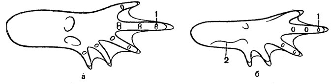 Рис. 29. Ступни задних лап серой (а) и зеленой (б) жаб: 1 - сочленовные бугорки; 2 - продольная складка кожи предплюсны