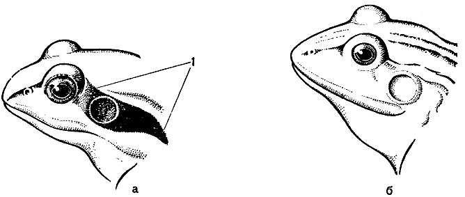 Рис. 30. Головы остромордой (а) и прудовой (б) лягушек: 1 - височное пятно