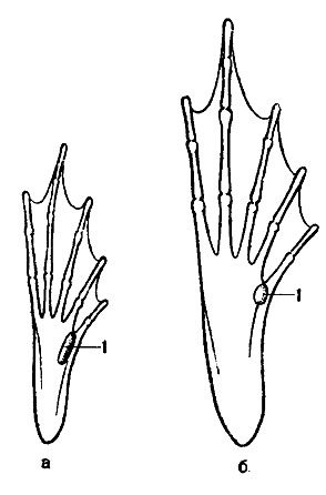 Рис. 32. Ступни задних ног остромордой (а) и травяной (б) лягушек: 1 - пяточный бугорок