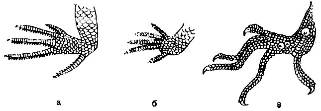 Рис. 36. Строение пальцев задних ног различных гекконов: а - сцинкового геккона; б - геккончика; в - голопалого геккона