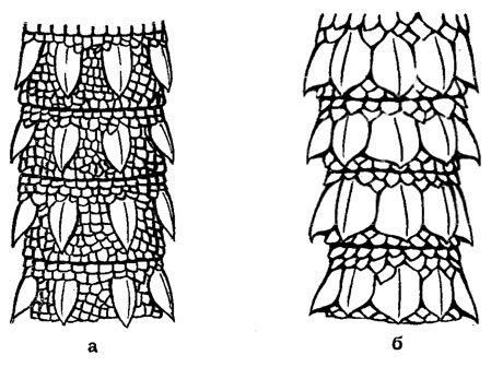 Рис. 38. Хвостовые чешуи различных гекконов (сверху): а - серого геккона; б - каспийского геккона