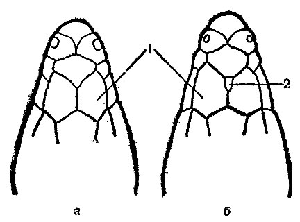 Рис. 55. Передняя часть головы разных ящурок (вид сверху): а - быстрой ящурки; б - ящурки Штрауха: 1 - предлобные щитки; 2 - межлобноносовой щиток