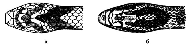Рис. 62. Головы изменчивого олигодона (а) и четырехполосого полоза (б)