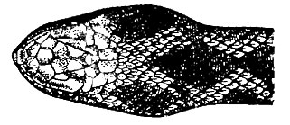 Рис. 68. Голова степной гадюки (сверху)