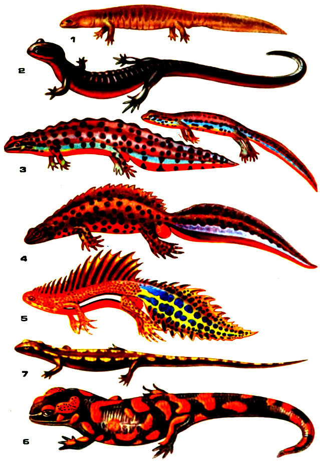 Таблица IX. 1 - сибирский углозуб; 2 - уссурийский когтистый тритон; 3 - обыкновенный тритон (слева - самец, справа - самка); 4 - гребенчатый тритон, самец; 5 - малоазиатский тритон, самец; 6 - пятнистая саламандра; 7 - кавказская саламандра