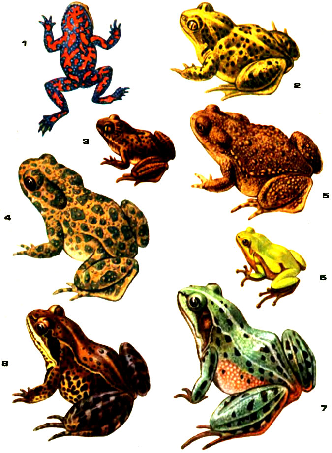 Таблица X. 1 - краснобрюхая жерлянка; 2 - обыкновенная чесночница; 3 - кавказская крестовка; 4 - зеленая жаба; 5 - серая жаба; 6 - обыкновенная квакша; 7 - прудовая лягушка; 8 - травяная лягушка