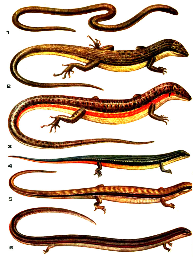 Таблица XIII. 1 - веретеница; 2 - золотистая мабуя; 3 - длинноногий сцинк; 4 - азиатский гологлаз; 5 - полосатый гологлаз; 6 - коротконогая змееящерица