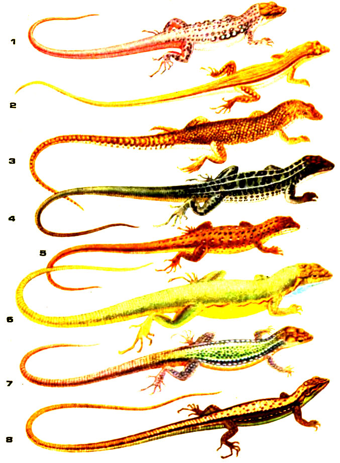 Таблица XIV. 1 - быстрая ящурка; 2 - линейчатая ящурка; 3 - сетчатая ящурка; 4 - прыткая ящерица; 5 - живородящая ящерица; 6 - зеленая ящерица; 7 - скальная ящерица; 8 - амурская долгохвостка