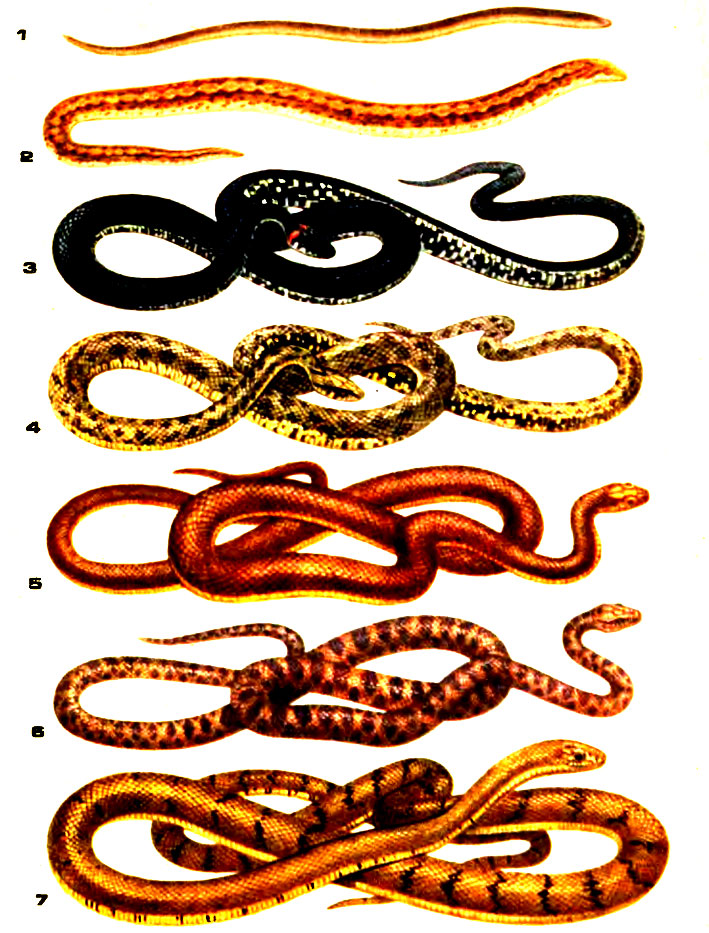 Таблица XV. 1 - червовидная слепозмейка; 2 - песчаный удавчик; 3 - обыкновенный уж; 4 - водяной уж; 5 - желтобрюхий полоз; 6 - пятнистый полоз; 7 - большеглазый полоз