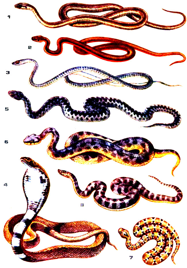 Таблица XVI. 1 - эскулапова змея; 2 - обыкновенная медянка; 3 - стрела-змея; 4 - кобра (очковая змея); 5 - обыкновенная гадюка; 6 - гюрза; 7 - песчаная эфа; 8 - западный щитомордник